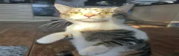 Mixed Breed cats for sale: Beautiful kittens for sale ,ready  end of July  - Advert 1