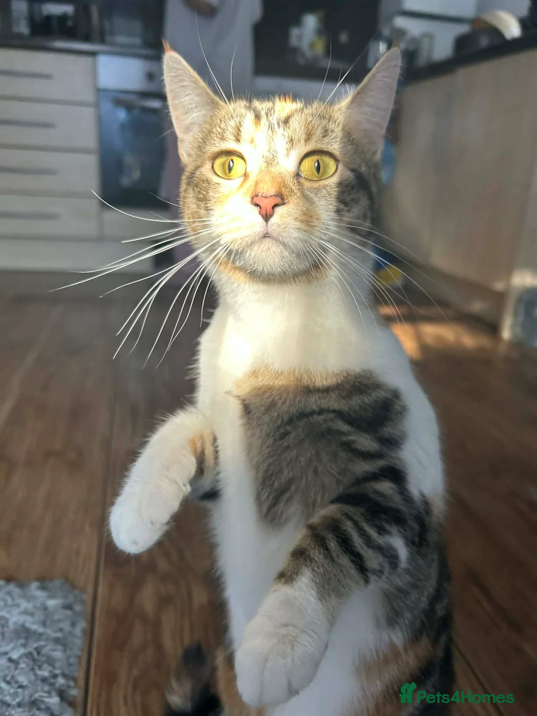 Mixed Breed cats for sale: Beautiful kittens for sale ,ready  end of July  - Advert 1