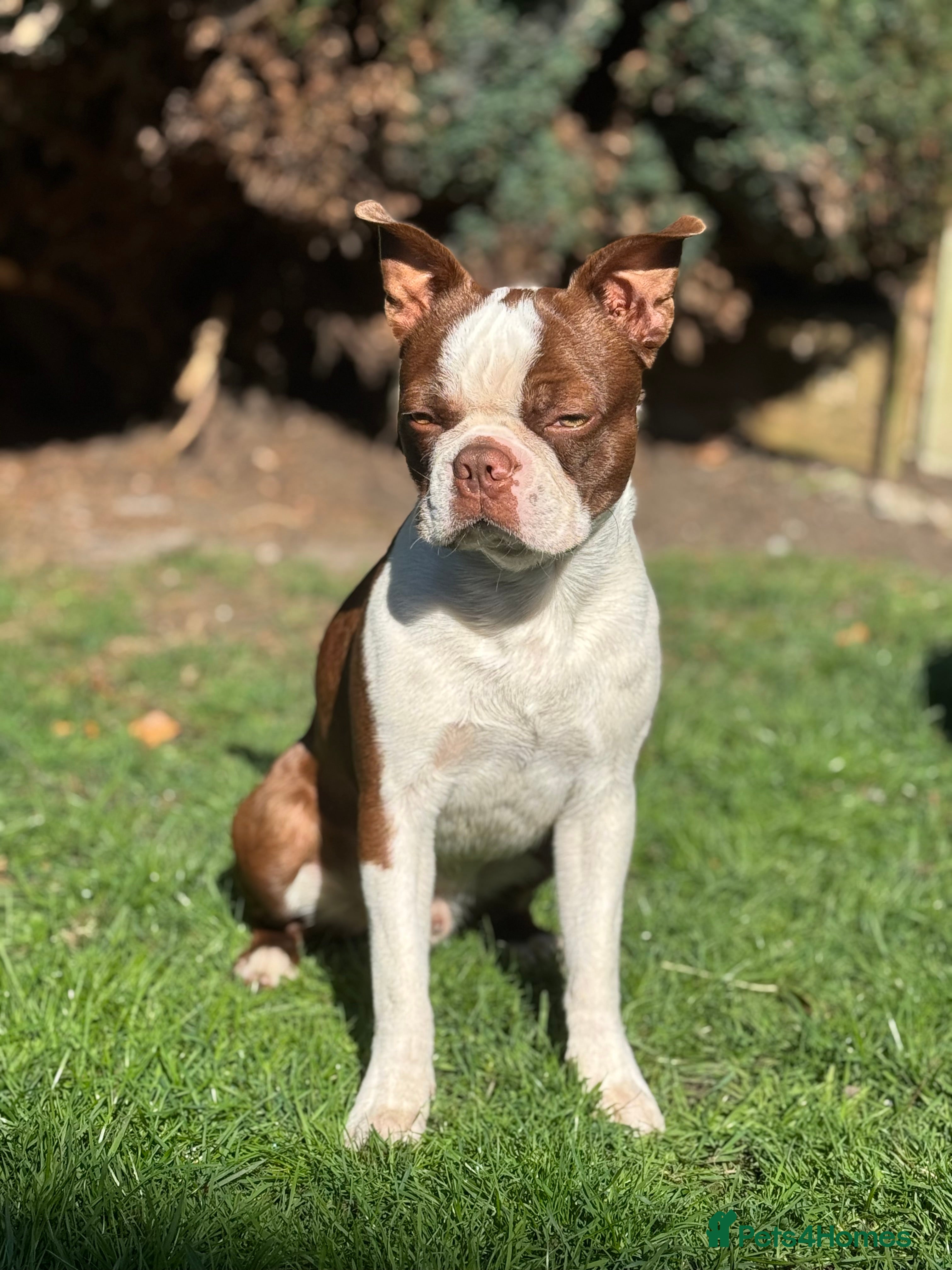 Boston Terrier dogs *KC registered proven red & white male for stud ** - Advert 2