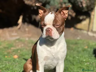 Boston Terrier dogs *KC registered proven red & white male for stud ** - Advert 2