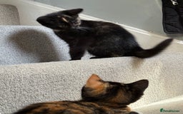 RagaMuffin cats for sale: Ragamuffin kittens  - Image 21