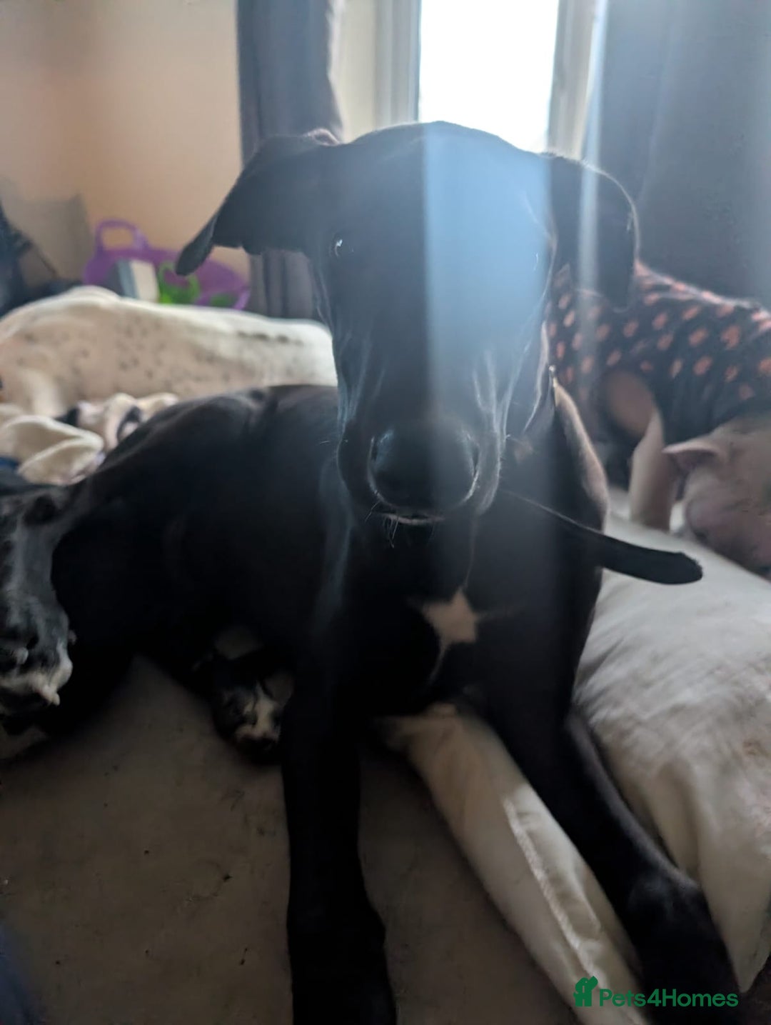 Lurcher dogs for sale: Lucifer looking for his forever home  - Advert 1