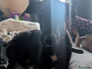 Lurcher dogs Lucifer looking for his forever home - Advert 18