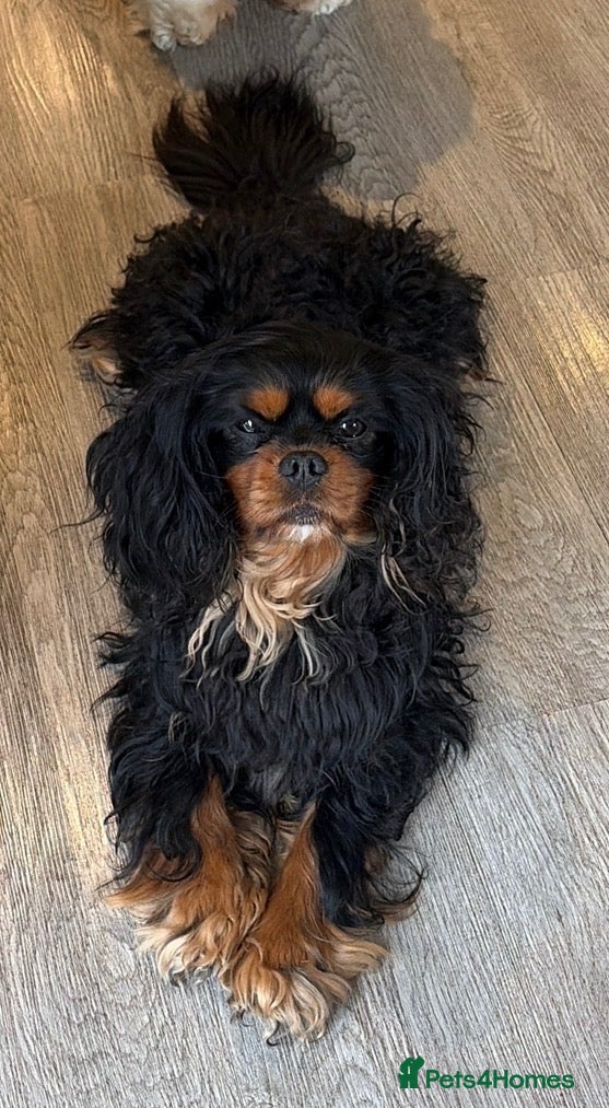 Cavalier King Charles Spaniel dogs Proven KC Health tested dog for Stud.  - Advert 4