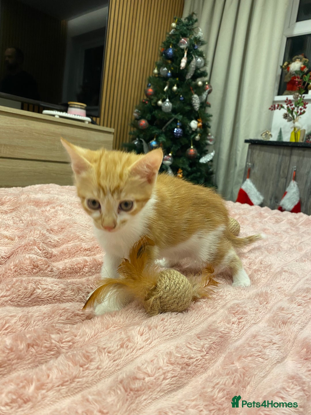 Mixed Breed cats for sale: 5 lovely kittens for sale - Advert 6