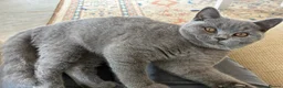 British Shorthair cats for sale: 2 British Shorthair Kittens  - Advert 2