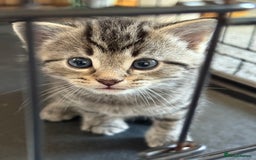 Mixed Breed cats for sale: Adorable Tabby Kittens  - Image 5