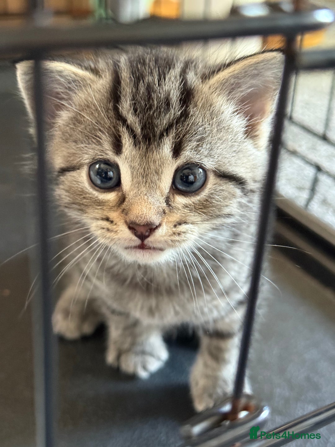 Mixed Breed cats for sale: Adorable Tabby Kittens  - Image 5