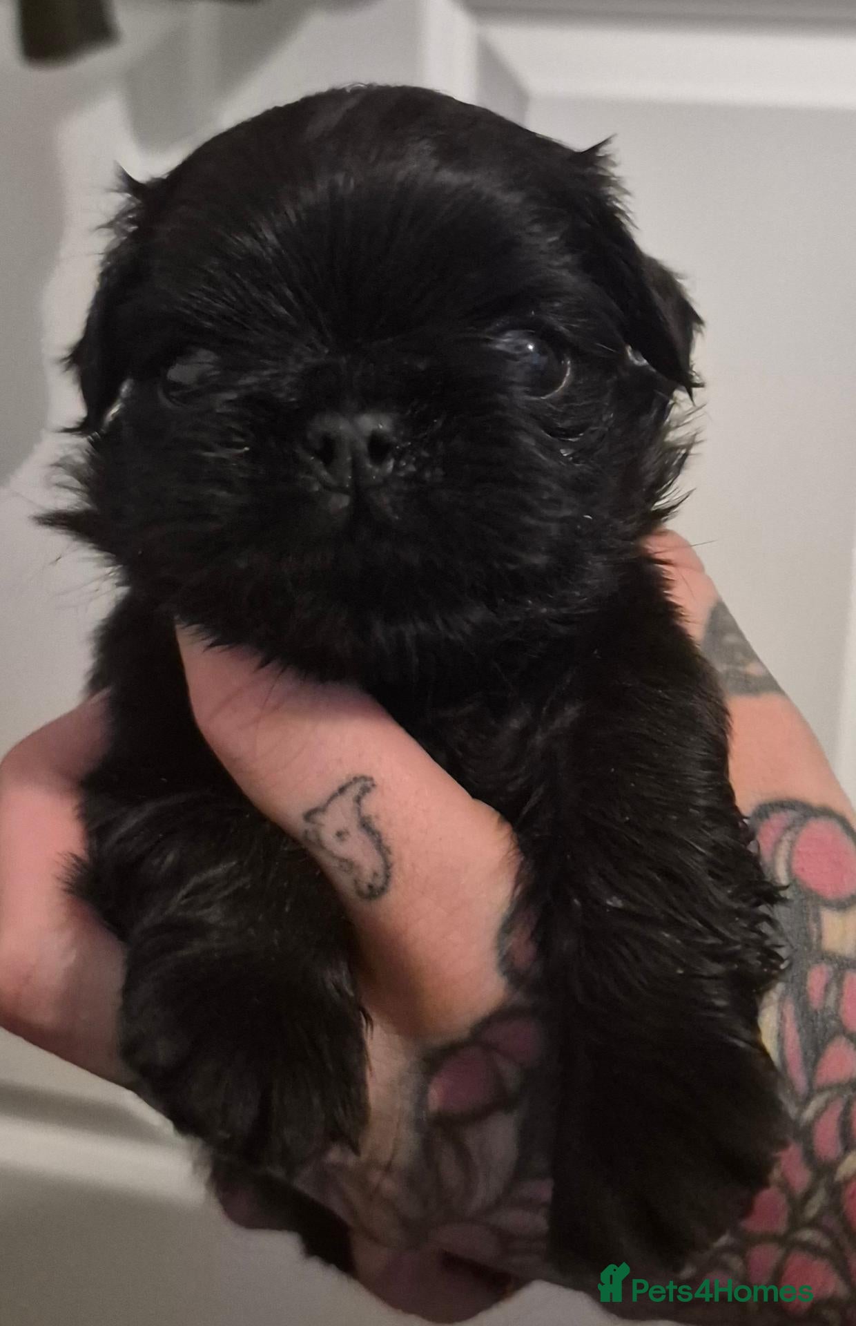 Pug dogs Long haired Pug puppies - Advert 10