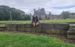 Mixed Breed dogs for sale: Shepweiler puppies READY TO RESERVE! - Image 19