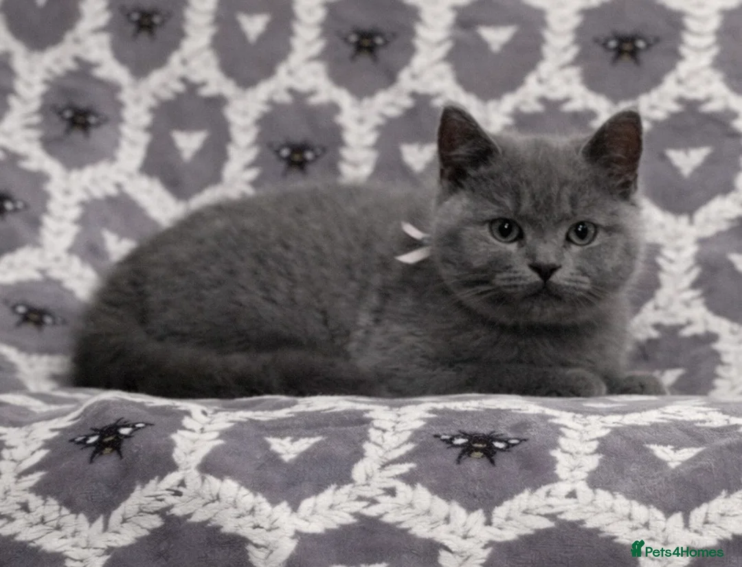 British Shorthair cats for sale: Gorgeous Blue Shorthair Girl - Advert 4
