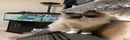 Siberian cats for sale: Registered Siberian Neva Kittens  - Advert 6