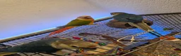 Conures birds for sale: Hand reared 325 ono - Advert 17