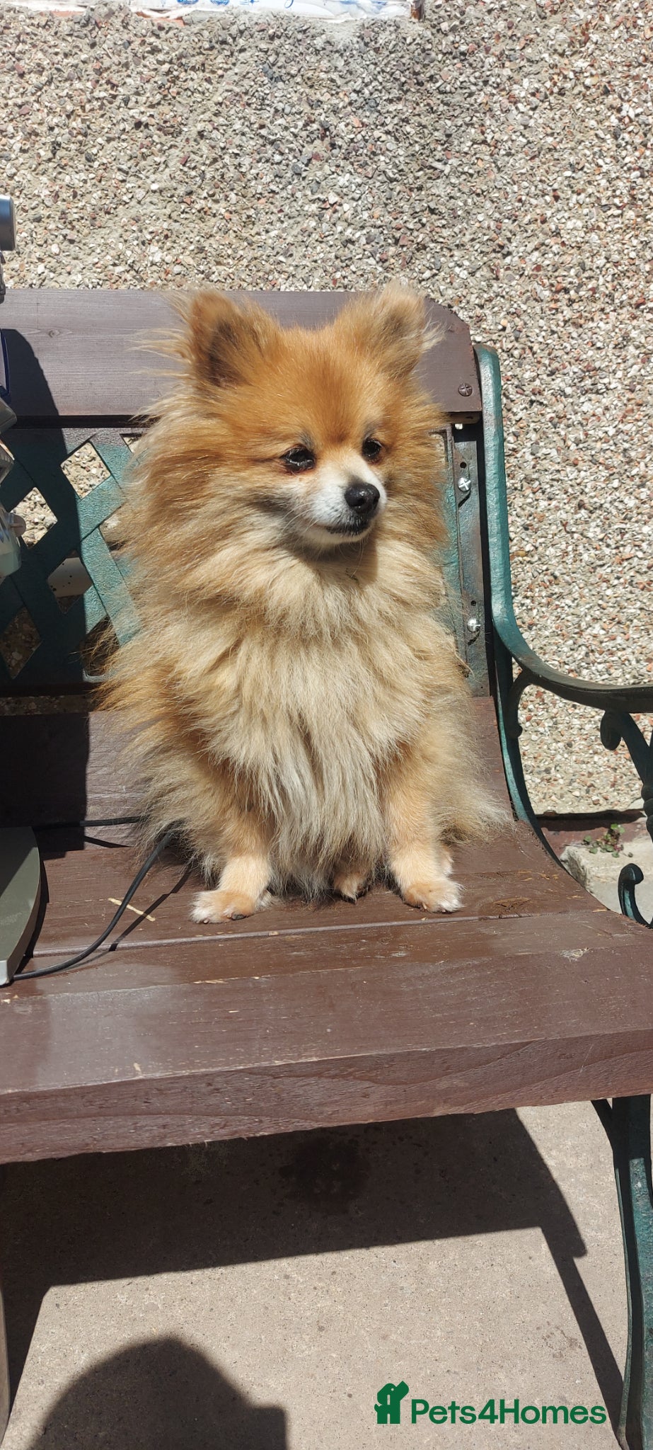 Pomeranian dogs Pomarain for sale female - Advert 3