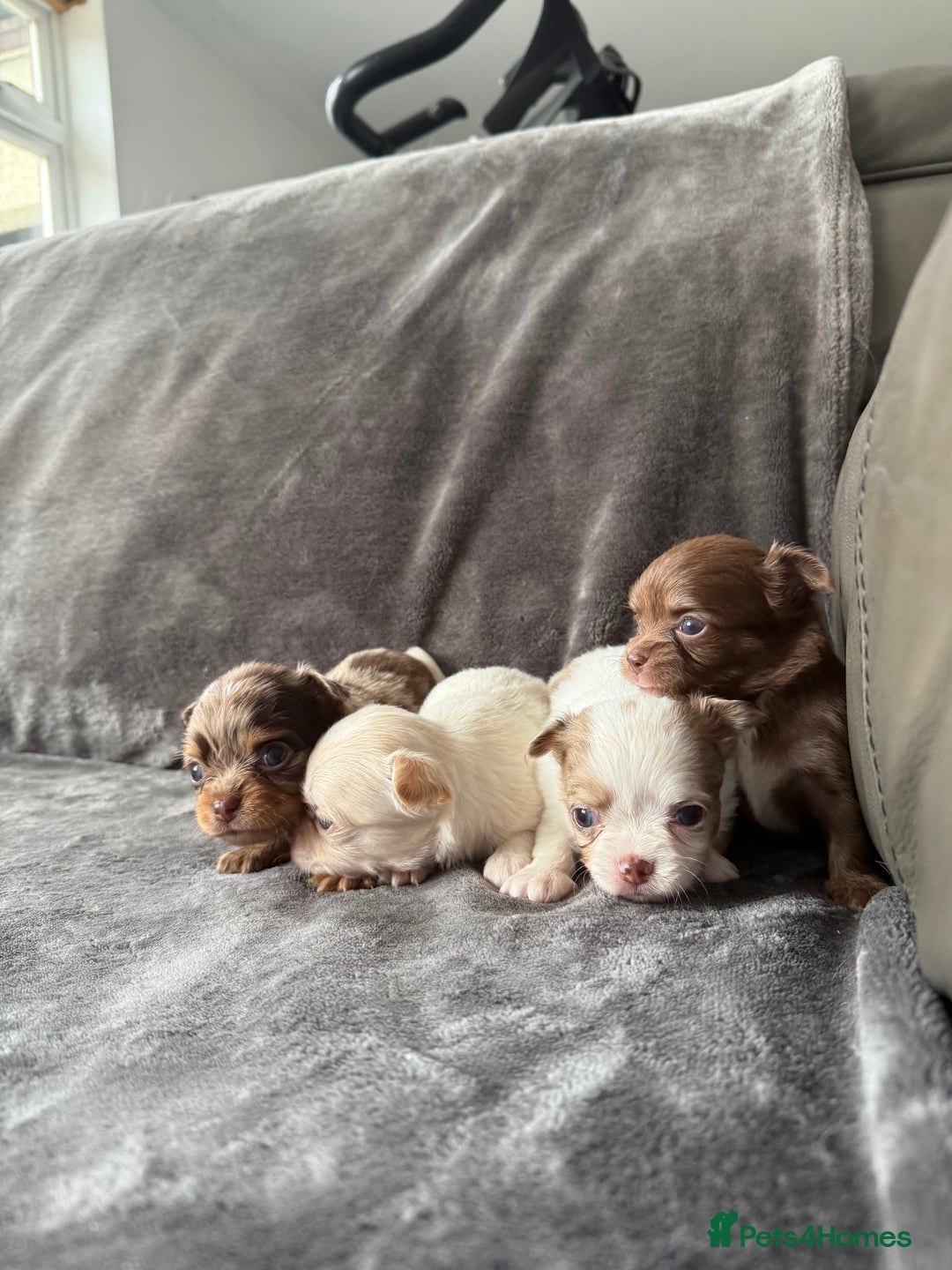 Chihuahua dogs for sale: Long hair chihuahua puppies  - Image 9