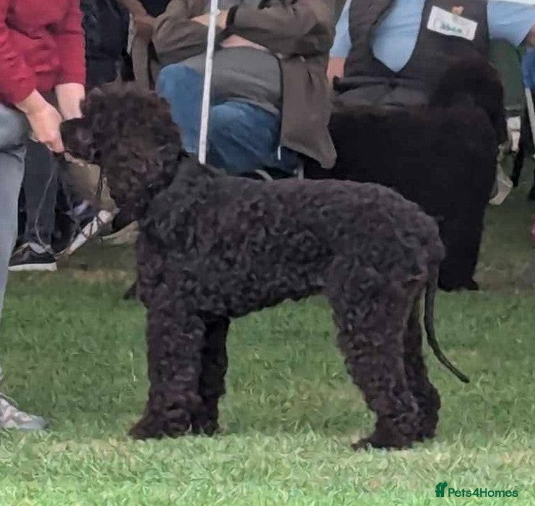 Irish Water Spaniel dogs Pedigree IWS pups  - Advert 1