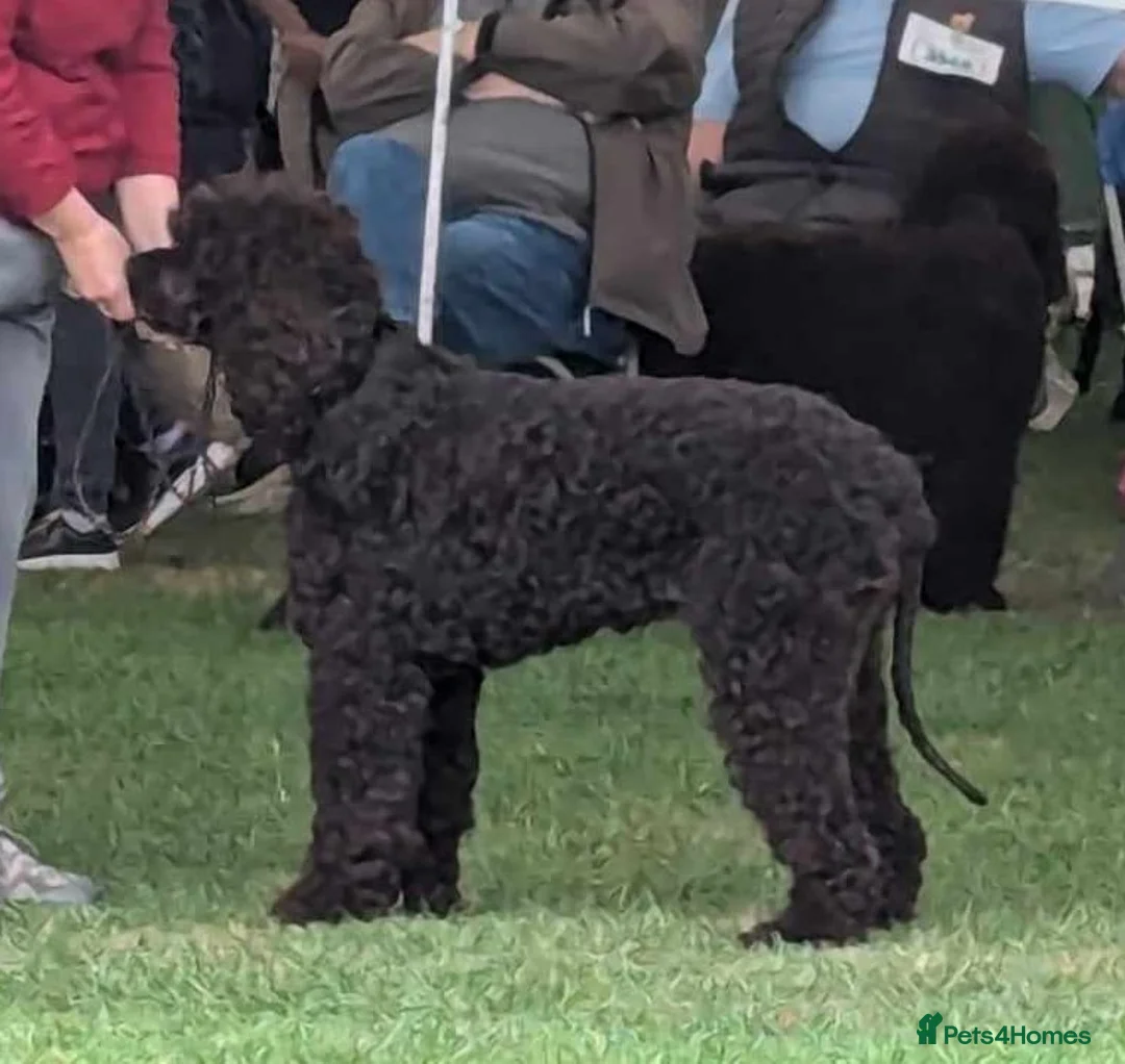Irish Water Spaniel dogs for sale: Pedigree IWS pups  in Burnley - Advert 1