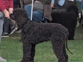 Irish Water Spaniel dogs Pedigree IWS pups - Advert 2