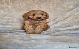 Cavapoo dogs for sale: Gorgeous Fox Red Cavapoo health tested parents  - Image 12