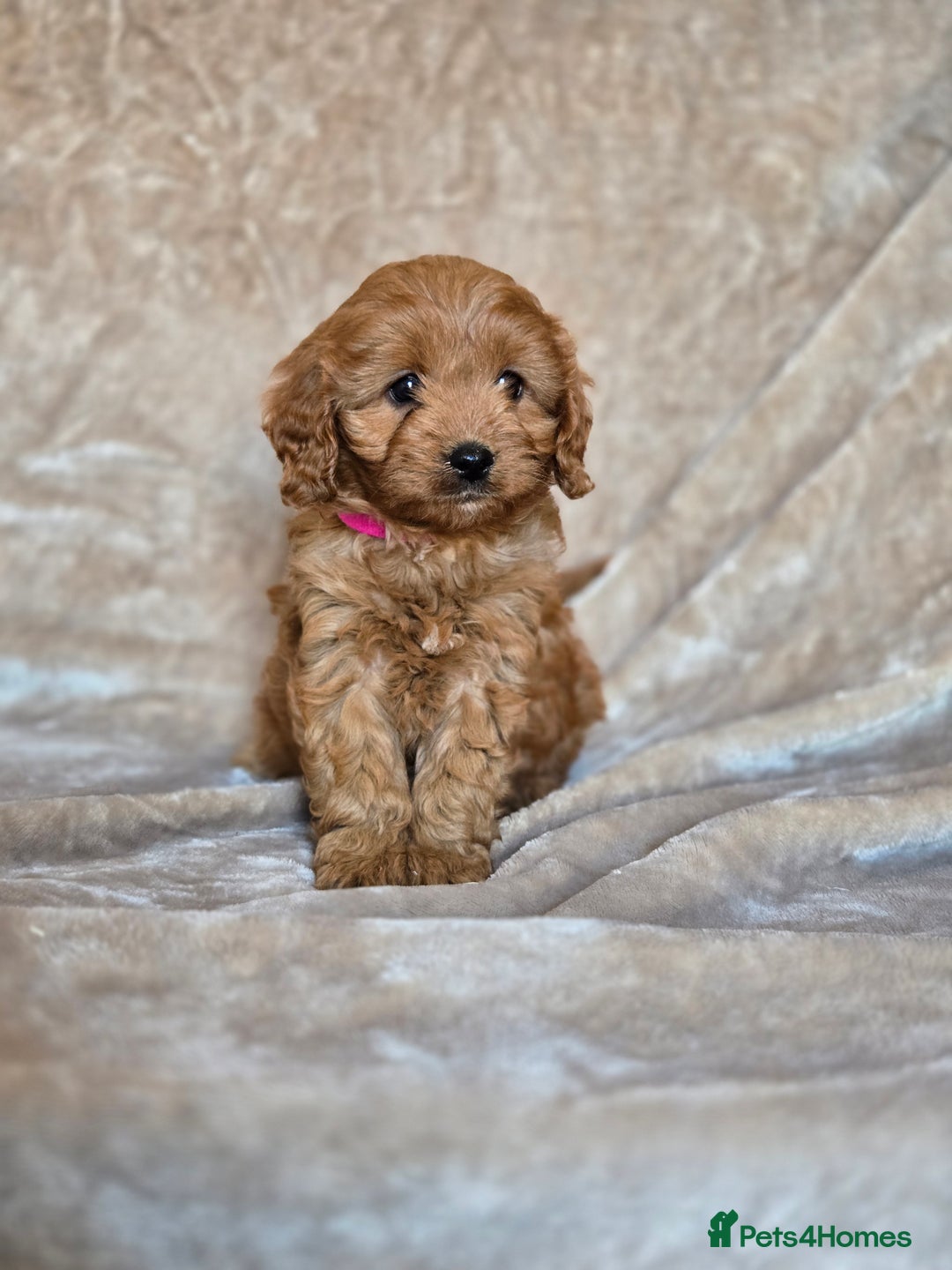 Cavapoo dogs for sale: Gorgeous Fox Red Cavapoo health tested parents  - Image 12