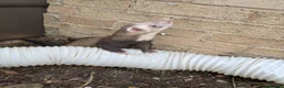 Ferret rodents for sale: Pair of Semi-Angora Ferrets Seek Experienced Home - Advert 4