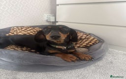 Miniature Dachshund dogs for sale: Miniature daschunds 2 females - 18 months old  - Image 5