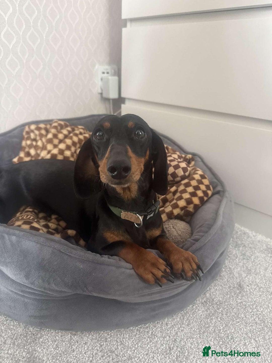 Miniature Dachshund dogs for sale: Miniature daschunds 2 females - 18 months old  - Image 5