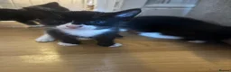Mixed Breed cats for sale: Beautiful Kittens - Advert 5