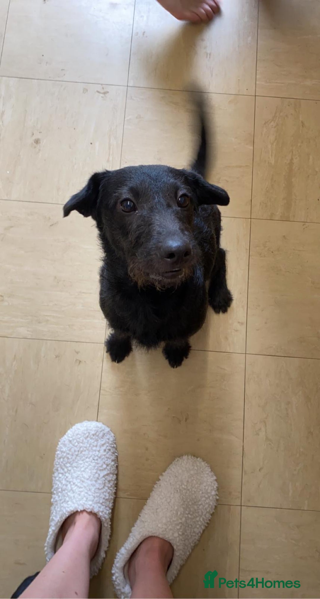 Mixed Breed dogs for sale: Adorable spaniel cross babies - Image 14