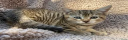 Bengal cats for sale: Bengal cross kittens  - Advert 3