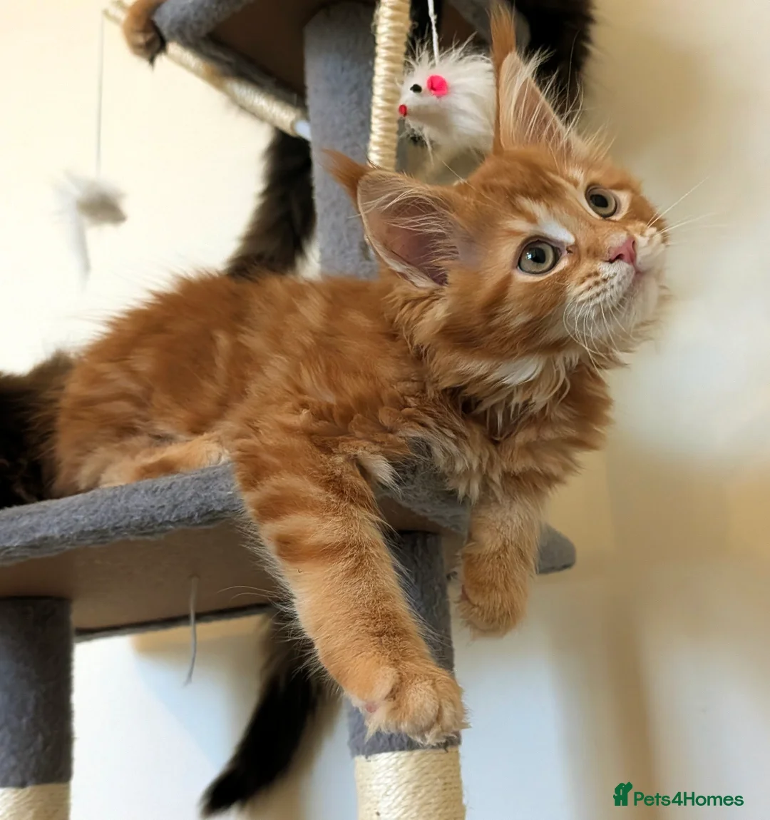 Maine Coon cats for sale: Ready to be re-homed - Advert 8