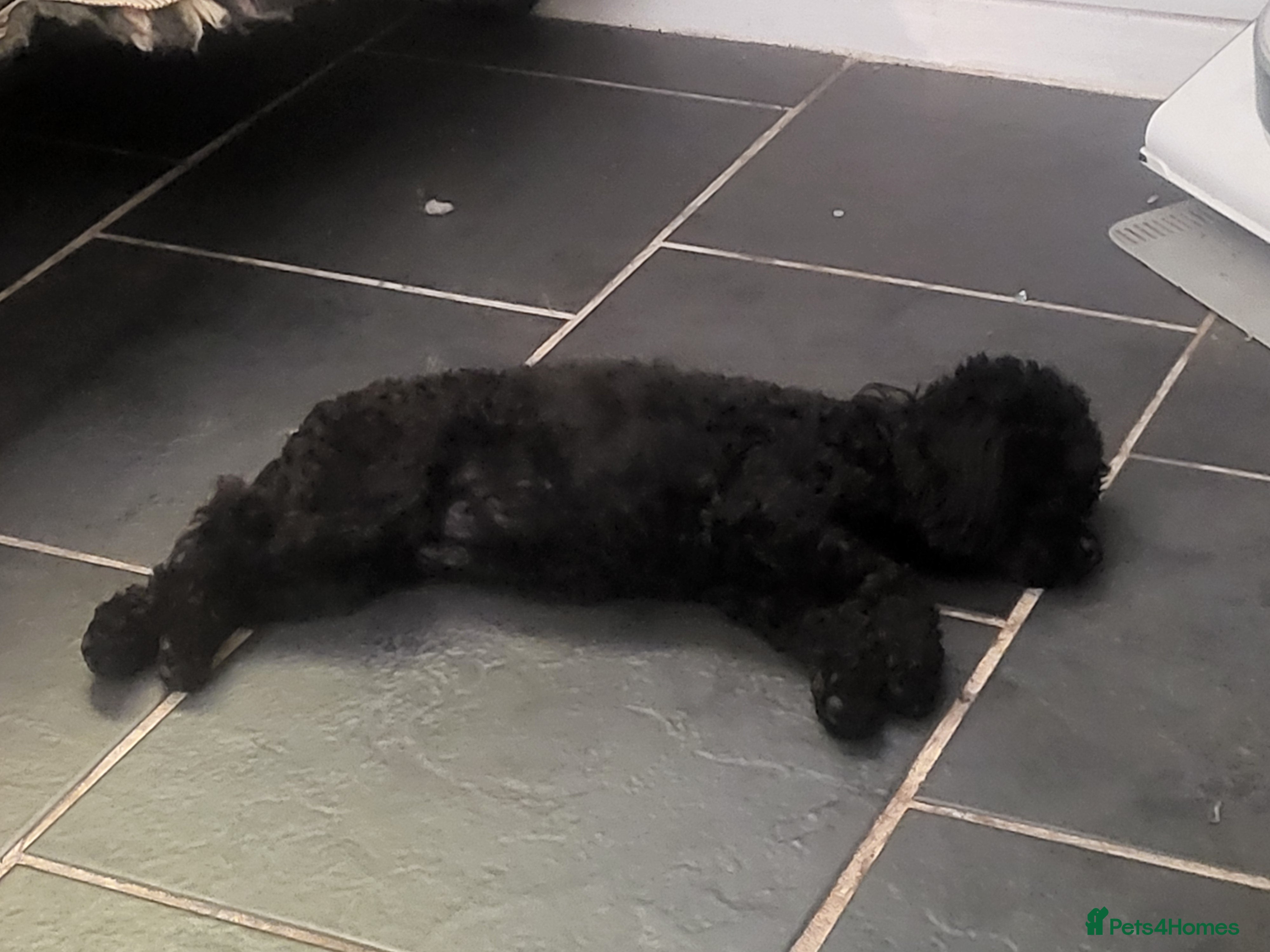 Toy Poodle dogs for sale: Beautiful Small Toy – Fantastic Temperament - Advert 1