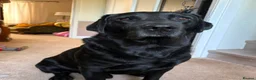 Labrador Retriever dogs for sale: Stunning Kc Registered pups.  - Advert 7