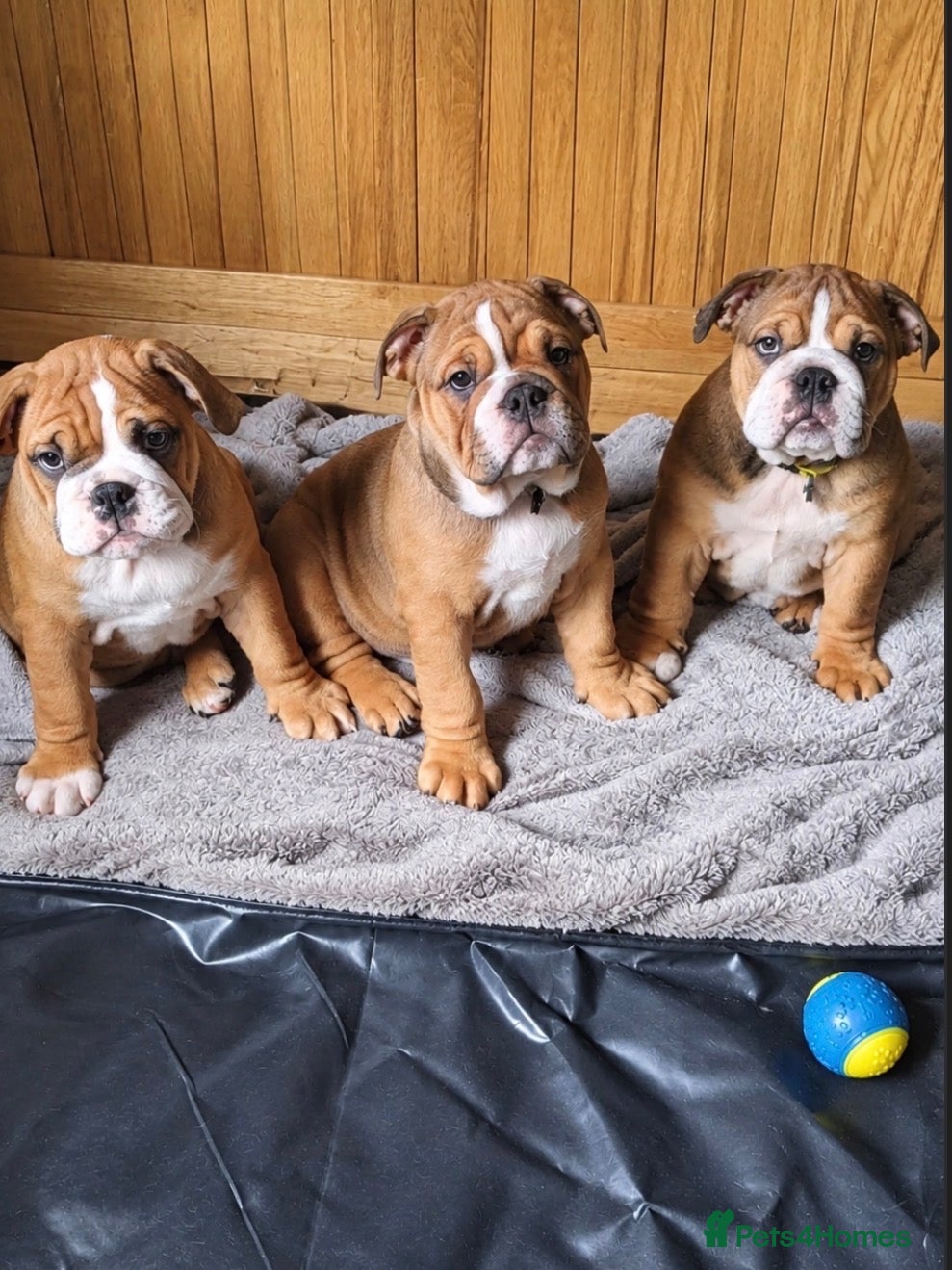 English Bulldog dogs STUNNING TRADITIONAL ENGLISH BULLDOG - Advert 1