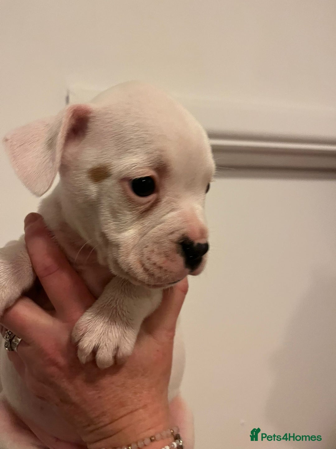 Mixed Breed dogs for sale: Puppies looking for their forever homes  - Advert 10