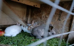 Rex rabbits for sale: Rex mix  - Image 4