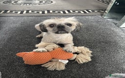 Shih Tzu dogs for sale: Bear 🐻  - Image 18