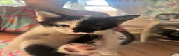 British Shorthair cats for sale: Beautiful black and white kittens with mum  in Swanley - Advert 5