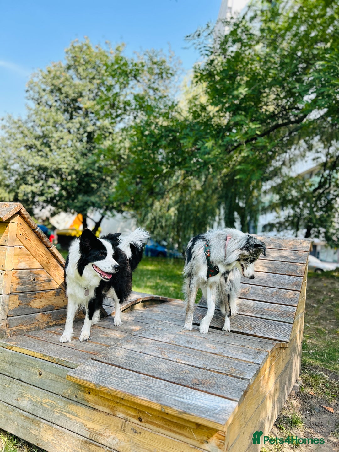 Border Collie dogs for sale: 5⭐️breeder KC DNA tested champions border collie  - Advert 5