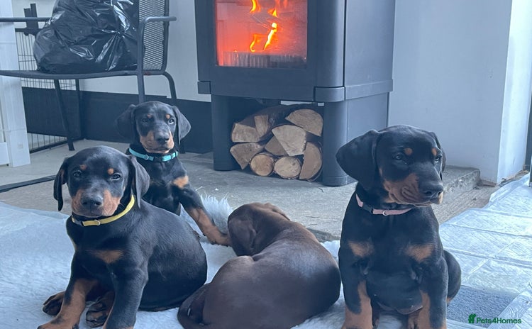Dobermann dogs - Advert 4