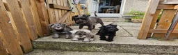 Miniature Schnauzer dogs for sale:  KC reg Miniature Schnauzer pups   - Advert 11