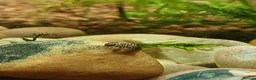 Snails fish for sale: Freshwater nerite snails  - Advert 4