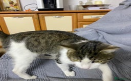 Mixed Breed cats for adoption: NOSE - a Lovely boy, for a Loving Home - Image 7