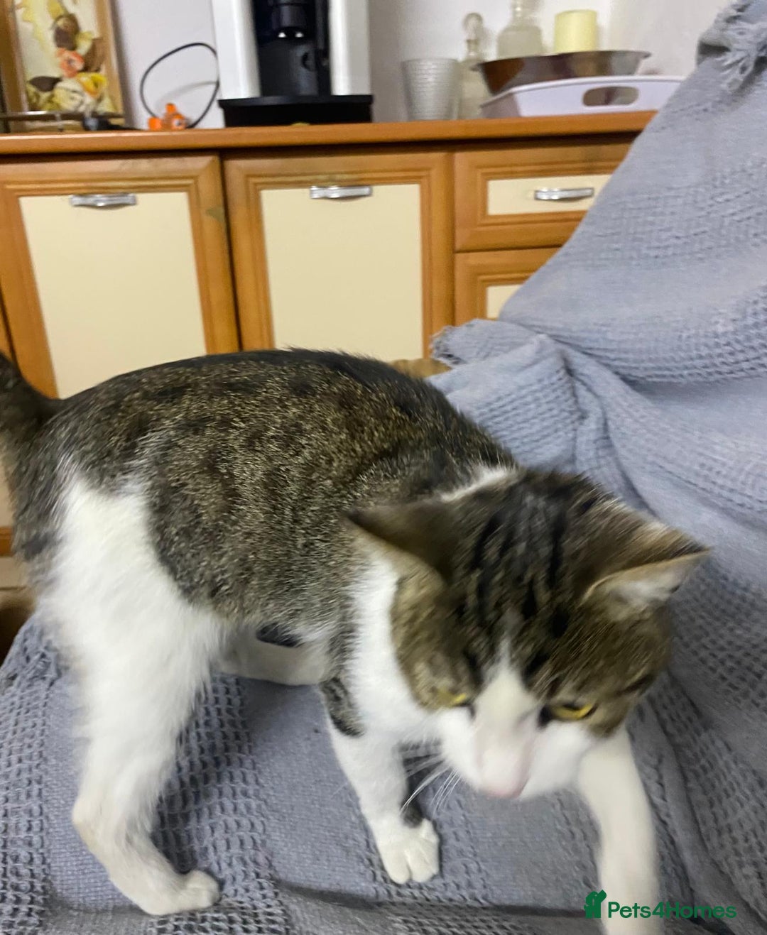 Mixed Breed cats for adoption: NOSE - a Lovely boy, for a Loving Home - Image 7