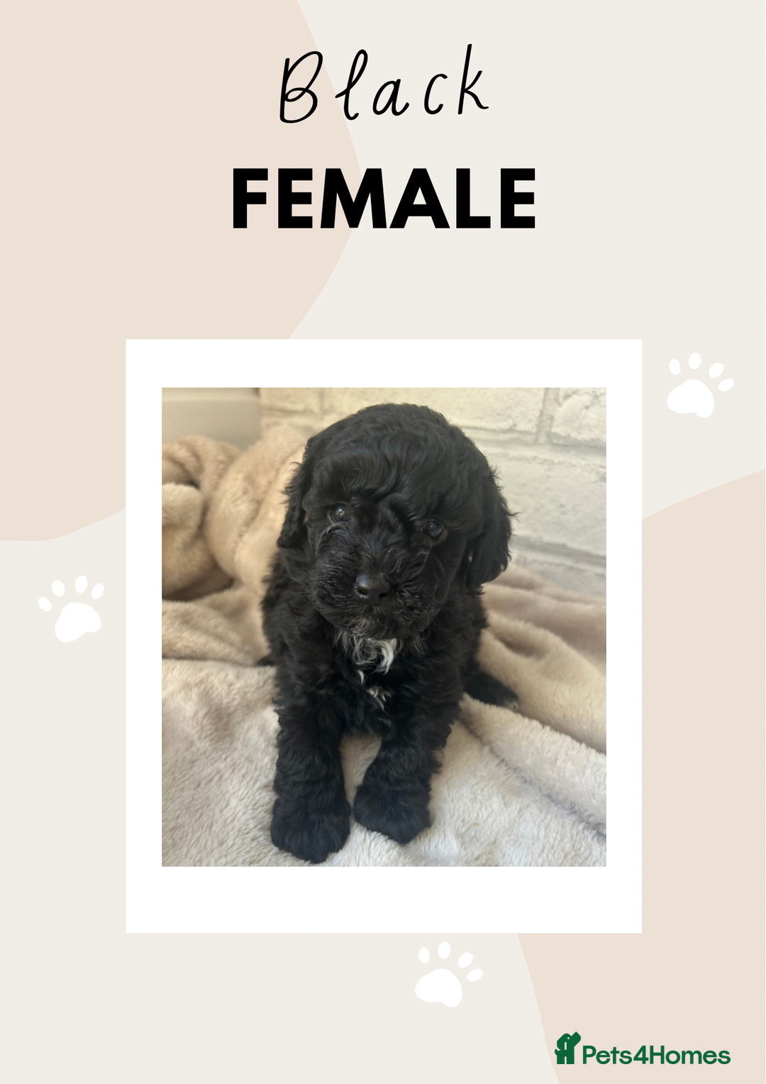 Toy Poodle dogs for sale: Adorable Toy Poodle Puppies READY TO GO! - Advert 3