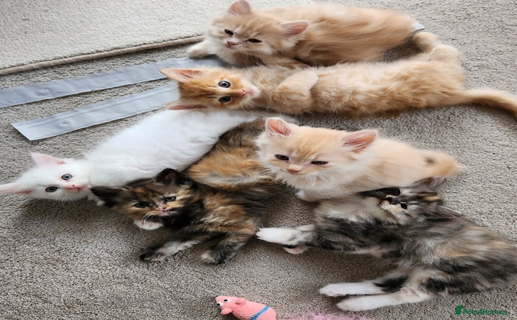 Ragdoll cats - Advert 15