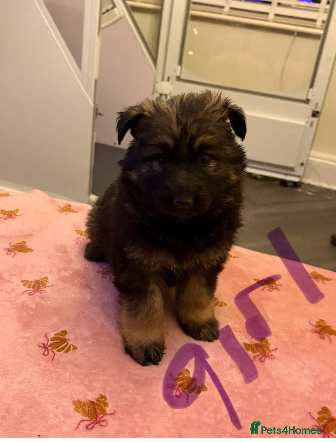 German Shepherd dogs for sale: Beautiful German shepherd Puppies - Advert 10