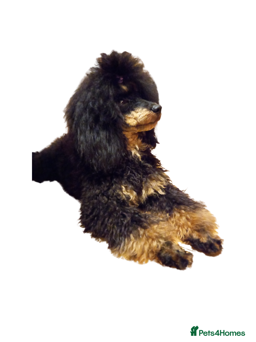 Labradoodle dogs for stud: Pra clear Kc reg phantom toy poodle for stud in Manchester - Advert 2