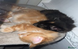Maine Coon cats for sale: 2 Ginger Maine Coon females  - Image 19