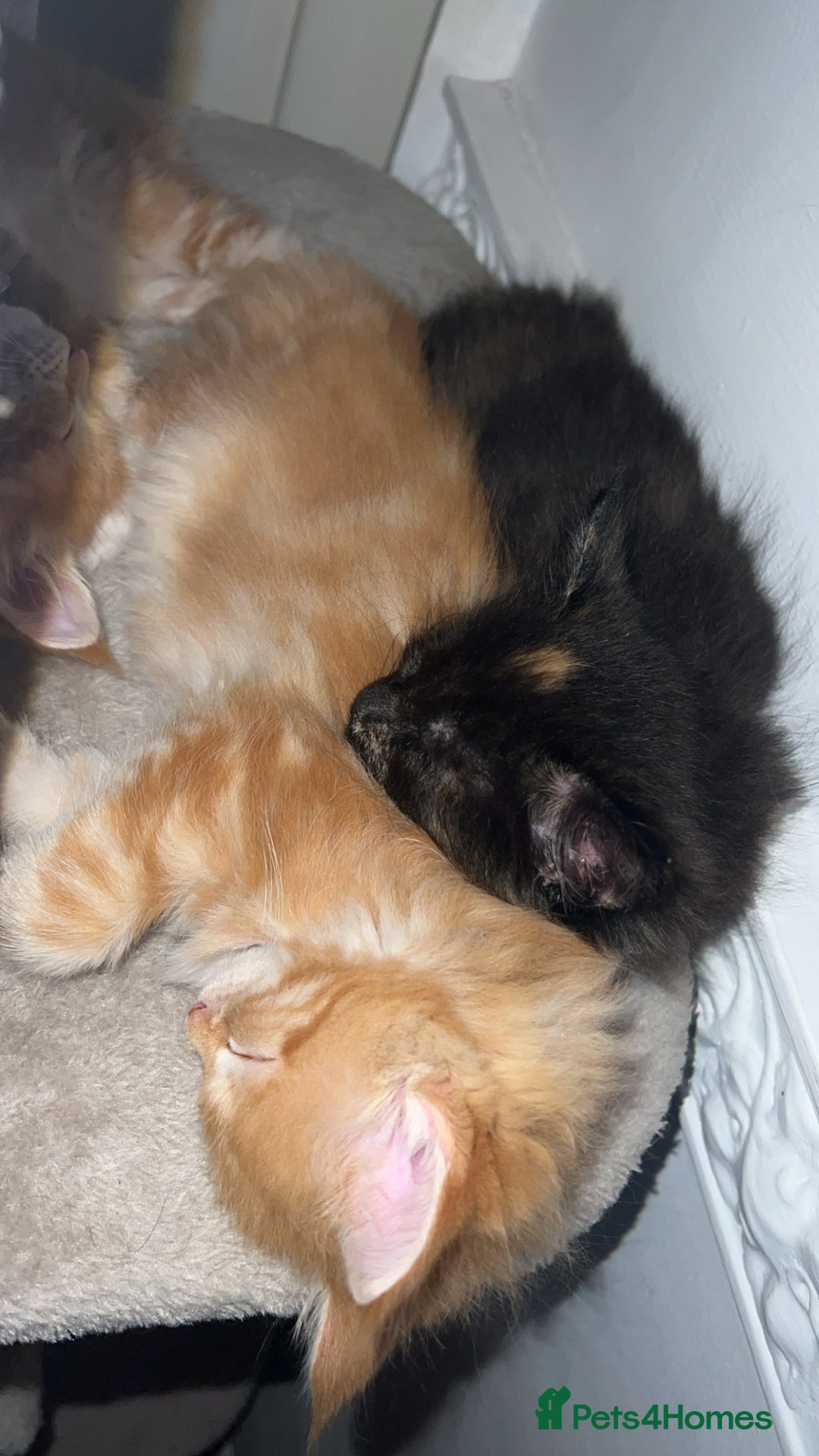 Maine Coon cats for sale: 2 Ginger Maine Coon females  - Image 19
